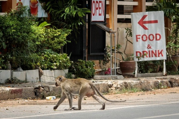 El incidente ocurrió en la ciudad de Meerut, donde es común la presencia de estos animales. Foto Afp/Archivo
