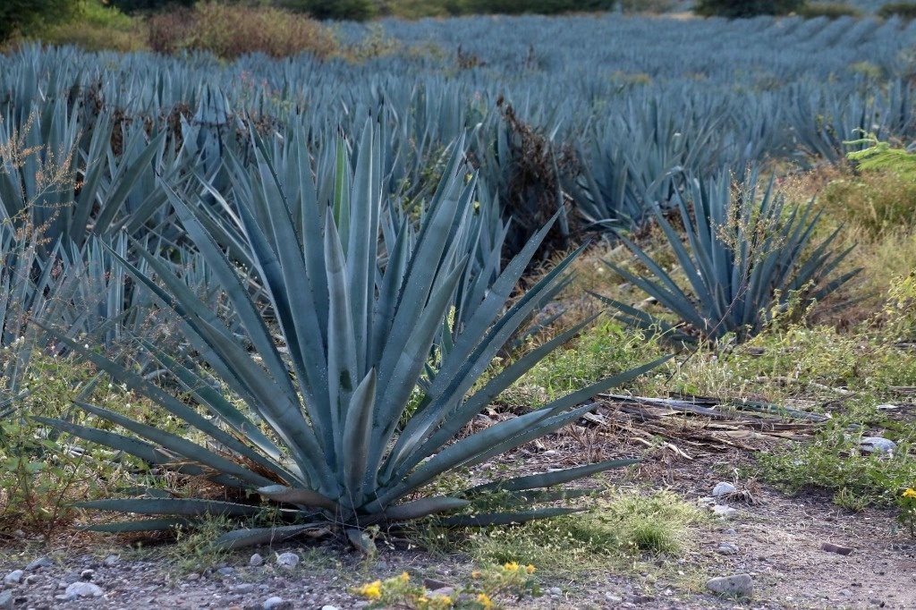 ASICA y productores de tequila de Jalisco instalaron una mesa de trabajo para impulsar la protección fitosanitaria de la planta. Foto Cuartoscuro