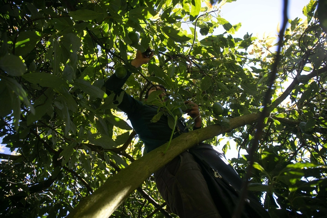 Se estima que 30 por cientode los productores siembran de manera irregular. Foto cortesía de Agencia Contraluz 



