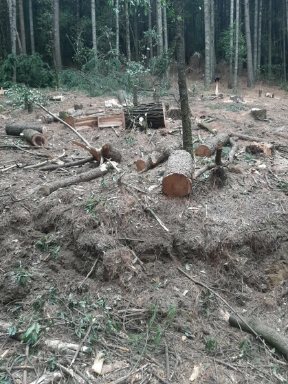 Pobladores de Ocuilan aseguran que en 25 años han sido devastadas más de 5 mil de las 12 mil hectáreas de bosques que había en ese territorio, donde se ubican las lagunas de Zempoala.