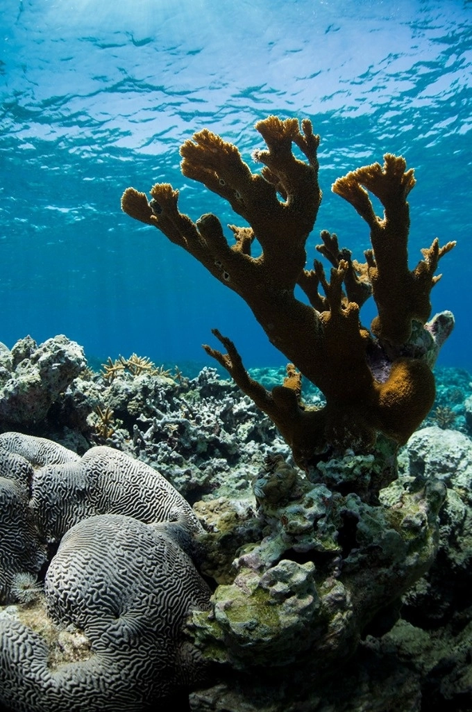 La principal solución para salvar a los corales de la extinción es reducir las emisiones de gases de efecto invernadero, junto con medidas para abordar las amenazas más locales que también ayuden a fortalecer la resiliencia de las especies. Imagen tomada de https://www.facebook.com/groups/somacmx/permalink/10168073454075274/ 