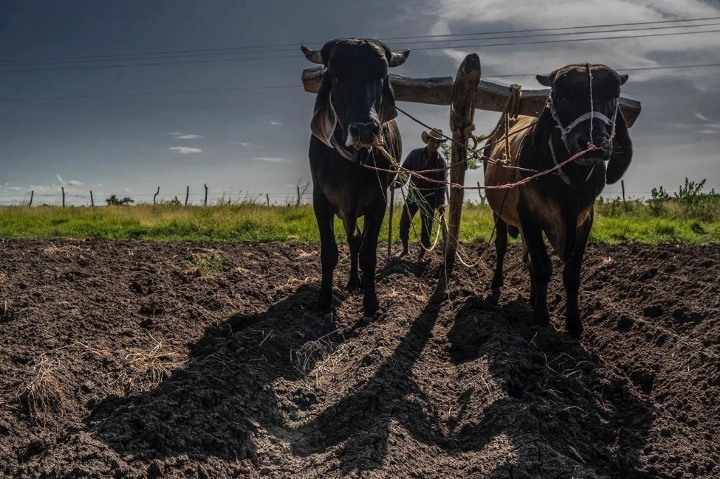 La producción de camote en Rancho Llano, Oaxaca, está en riesgo debido a la falta de agua. Foto Diana Manzo