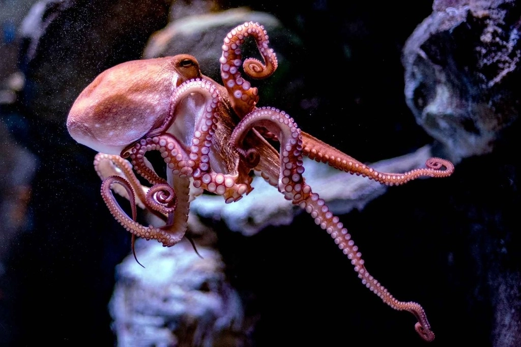 El 'Octopus maya' es endémico de la Península de Yucatán y sólo se reproduce una vez en su vida. Foto tomada de agroregion.com



