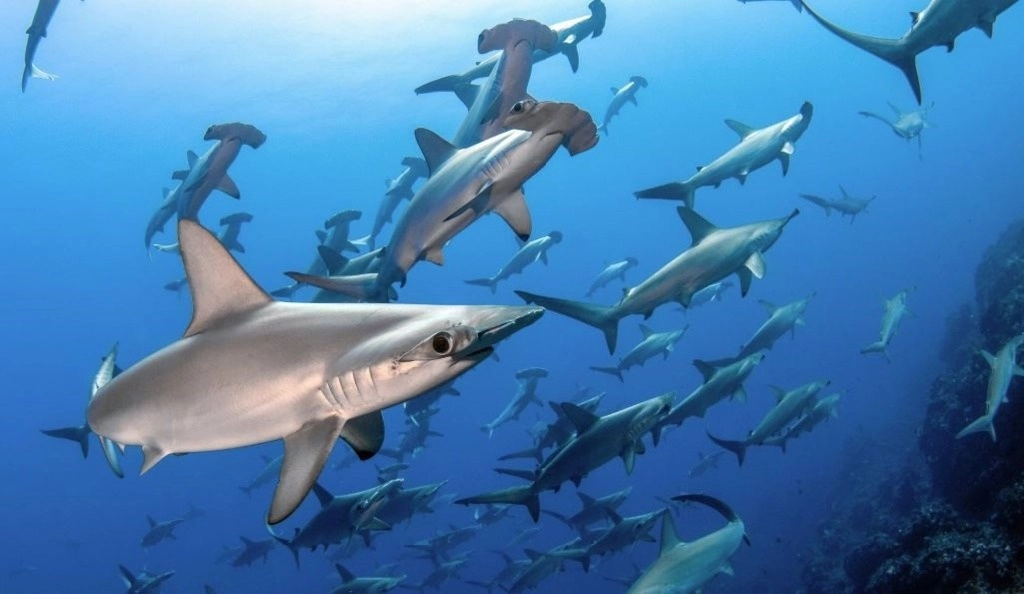 El estudio publicado en ‘Science’ detalla que 30 por ciento de los ejemplares atrapados pertenecen a especies en extinción. Foto Europa Press 