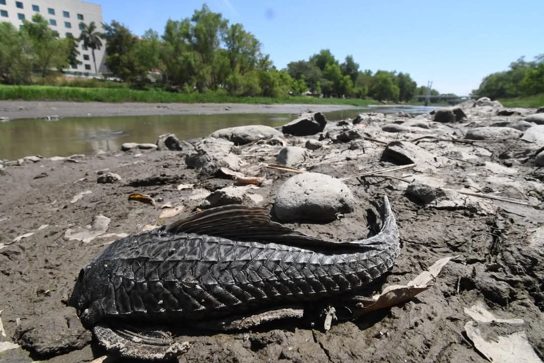 Restos de llantas, de electrodomésticos, cubetas, botellas de plástico, entre otros residuos, emergieron sobre el lecho del río Tamazula, en Culiacán, Sinaloa, debido al bajo nivel del cauce. Foto 