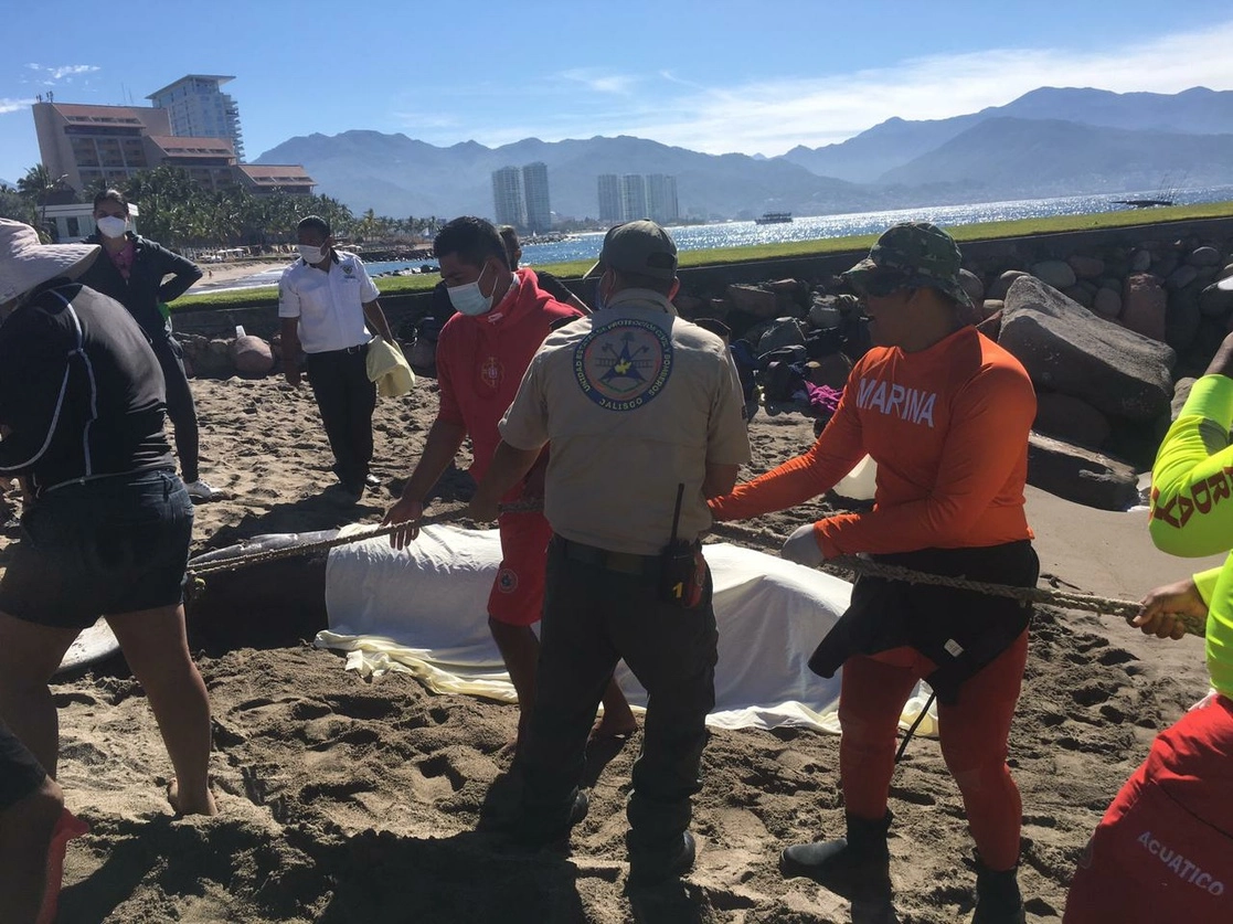 Las ballenas fueron encontradas en las playas de la zona de Marina Vallarta. Foto Protección Civil Jalisco
