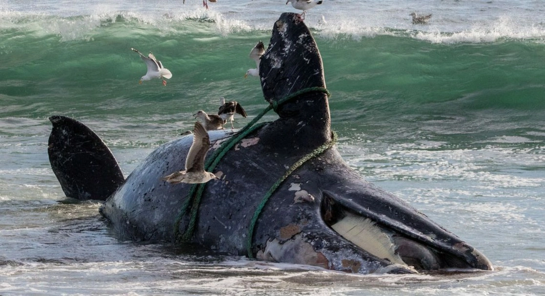 Foto Édgar Lima/ La Jornada Baja California