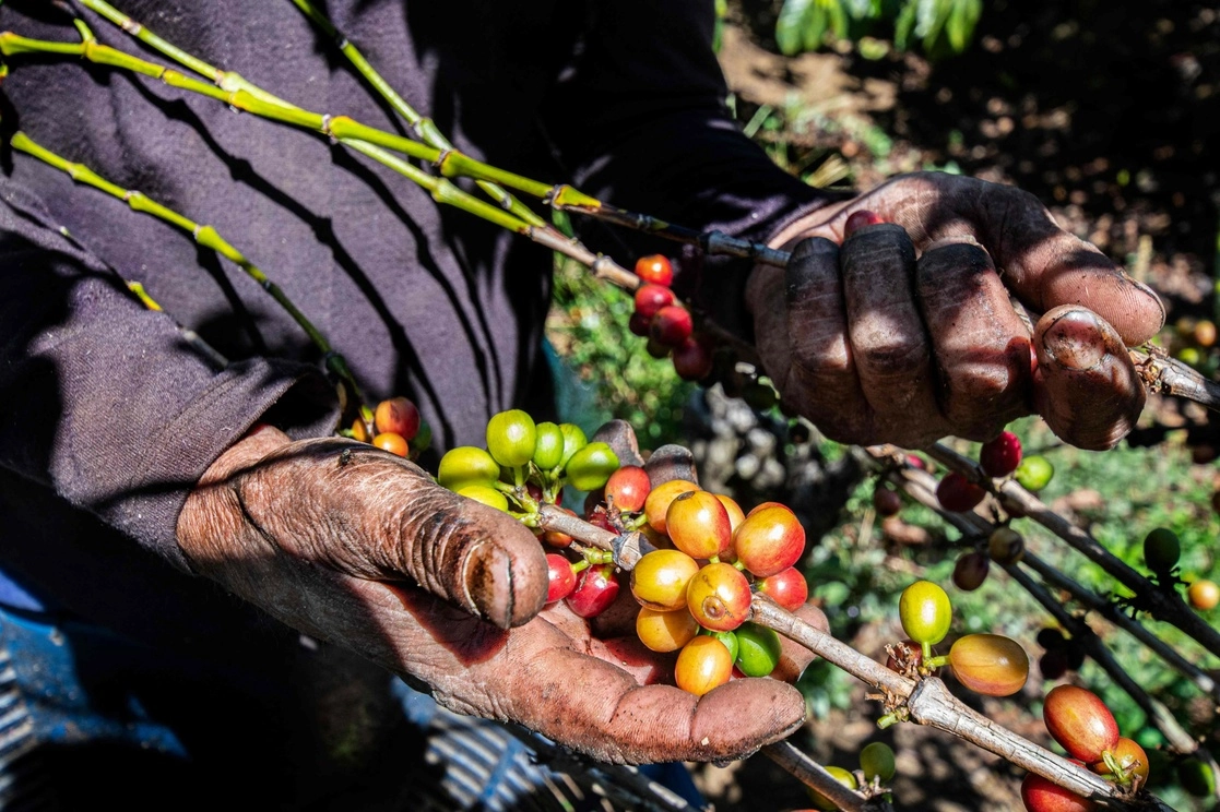 Un trabajador corta y recolecta frutos de café en una plantación de café. Foto Afp