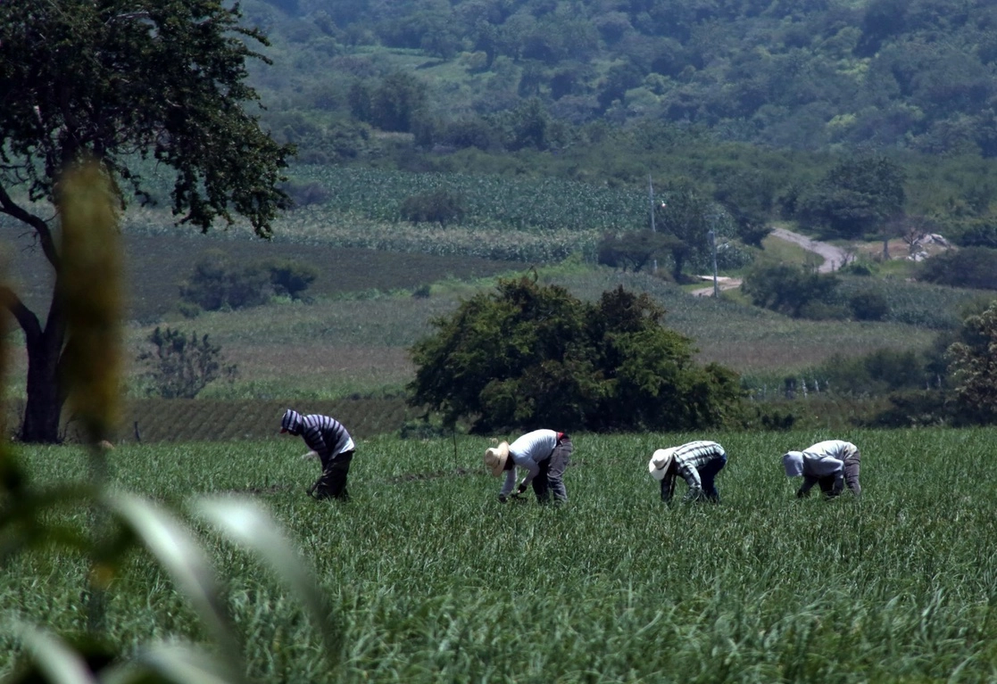 Agricultores trabajan en un cultivo de cebolla en Huexca, Morelos. Foto Cuartoscuro / Archivo
