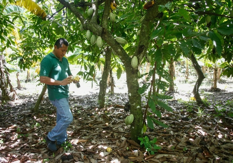 El cacao, como muchos otros frutos, resiente los cambios climáticos en el planeta. En su terreno, el productor Eduardo Vázquez corrobora que su árbol esté libre de plagas. Foto Víctor Camacho