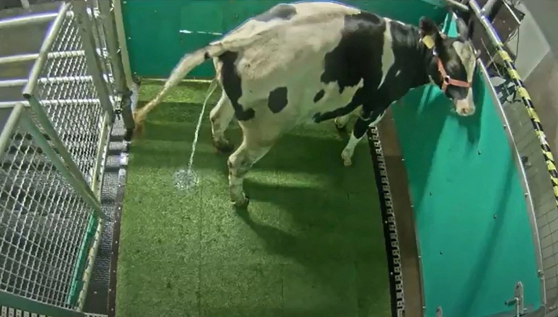 Logran entrenar a 11 de 16 animales. Mostraron un nivel de rendimiento comparable al de los niños, señalan. La imagen fue captada en el Instituto de Investigación de Biología de Animales de Granja, en Alemania, el 13 de sptiembre de 2021. Foto Afp