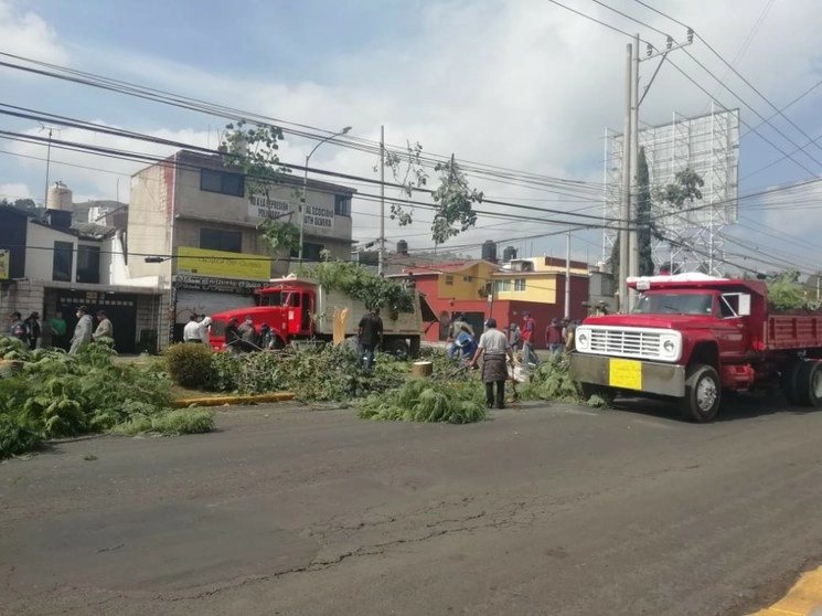 Trabajadores retiran árboles para dar inicio a los trabajos de construcción del puente vehicular de Lomas de Atizapán. Foto La Jornada