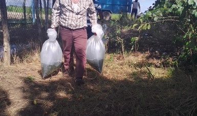 Las semillas y alevines entregadas de octubre a diciembre de 2020 son de trucha, tilapia y ostión. Foto cortesía Inapesca 