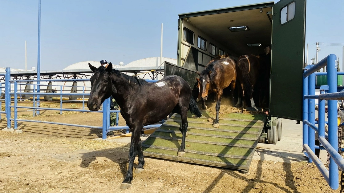 Birmex se comprometió a cuidar a los caballos con ópticas medidas de higiene. Foto tomada de la cuenta de Twitter @Birmex
