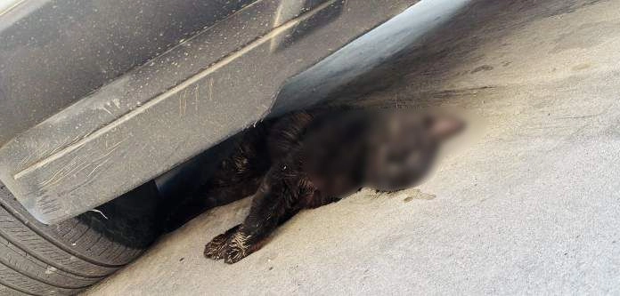 Vecinos de Tianguismanalco denuncian el envenenamiento de mascotas en la comunidad. 