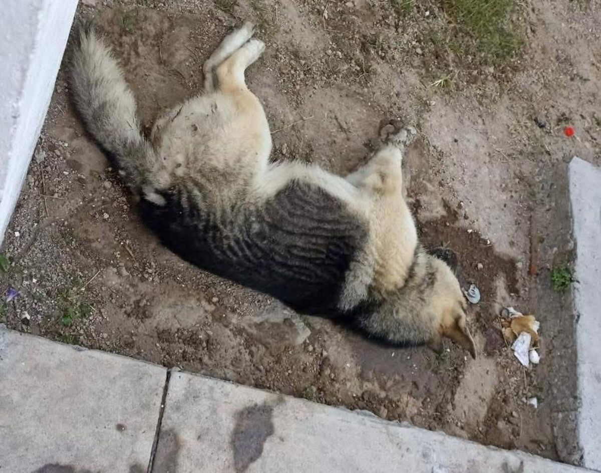 在瓜纳华托州圣何塞伊图尔比德，至少有20只狗和猫被下毒