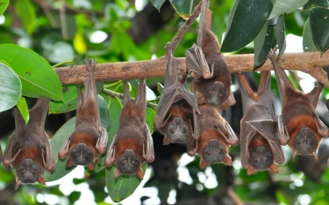 Existen alrededor de mil 400 especies clasificadas de quirópteros. La imagen fue captada en Australia. Foto Afp