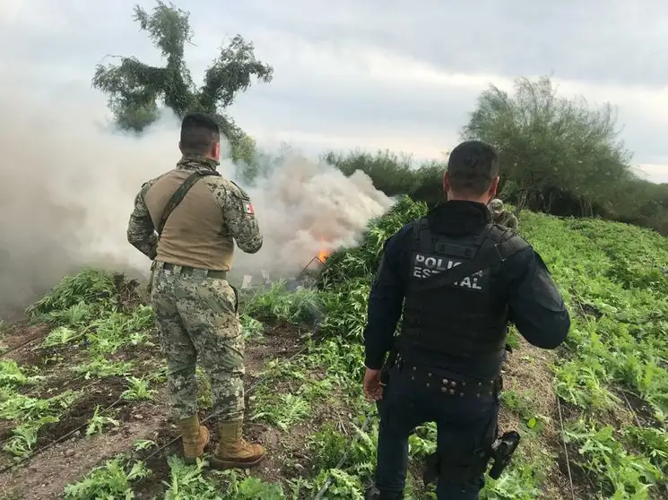 Semar localizó siete plantíos de mariguana y uno de amapola en Culiacán, Sinaloa. Foto Semar

