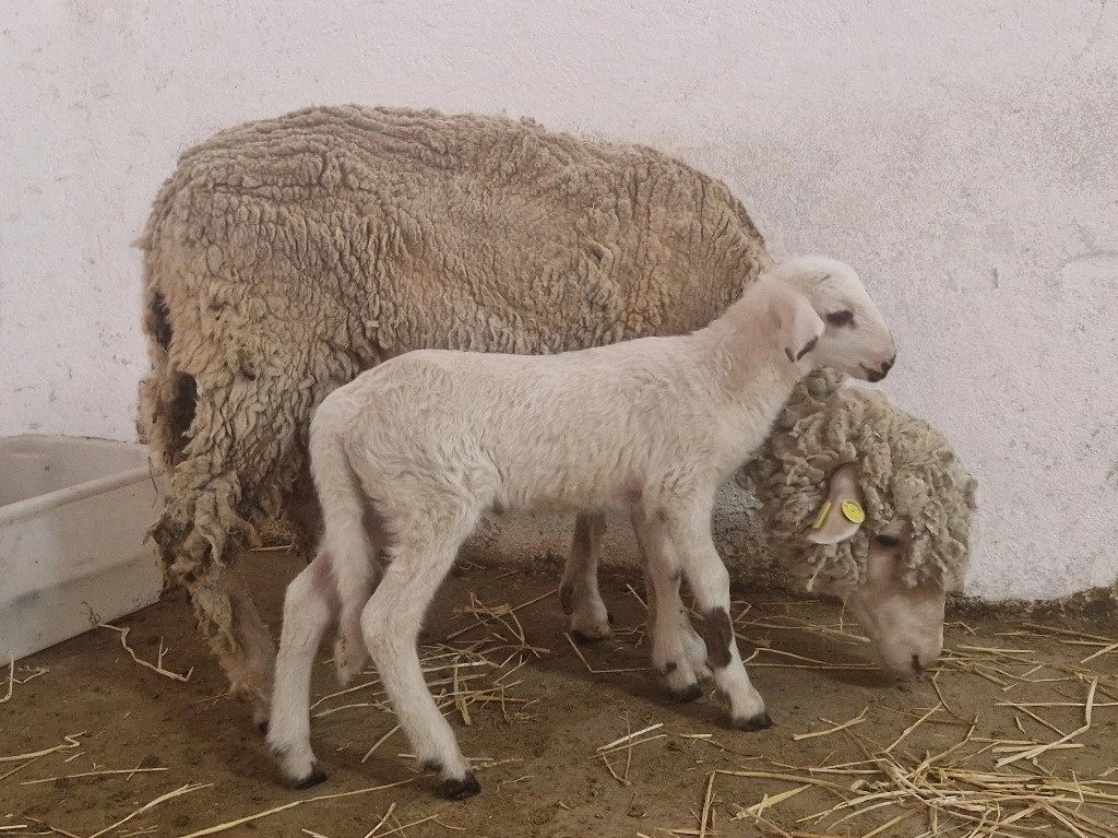 ‘Teodoro’ permitirá realizar investigaciones de mamíferos no factibles con la manipulación de genes de otras especies. Foto INIA-CSIC 