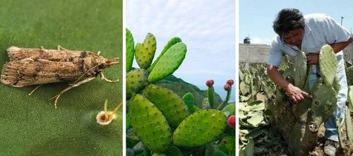 Ejemplar del insecto que come la penca por dentro y hace que se pudra un individuo entero. Foto cortesía Instituto de Ecología