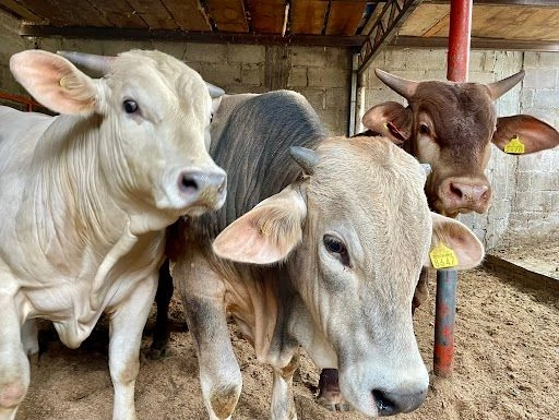 El gusano barrenador es una plaga provocada por las larvas de una mosca que se alimentan del tejido vivo de mamíferos y en ocasiones de aves. 