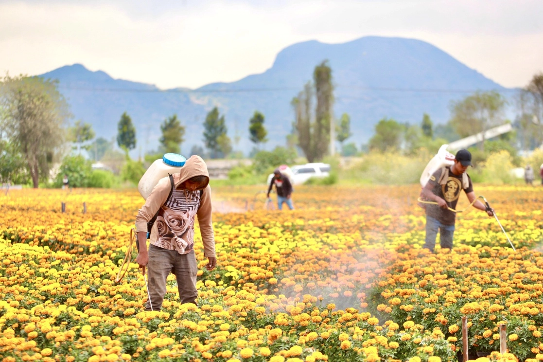 El glifosato es un herbicida usado tanto en el sector agroalimentario como en la floricultura. Foto Luis Castillo / Archivo