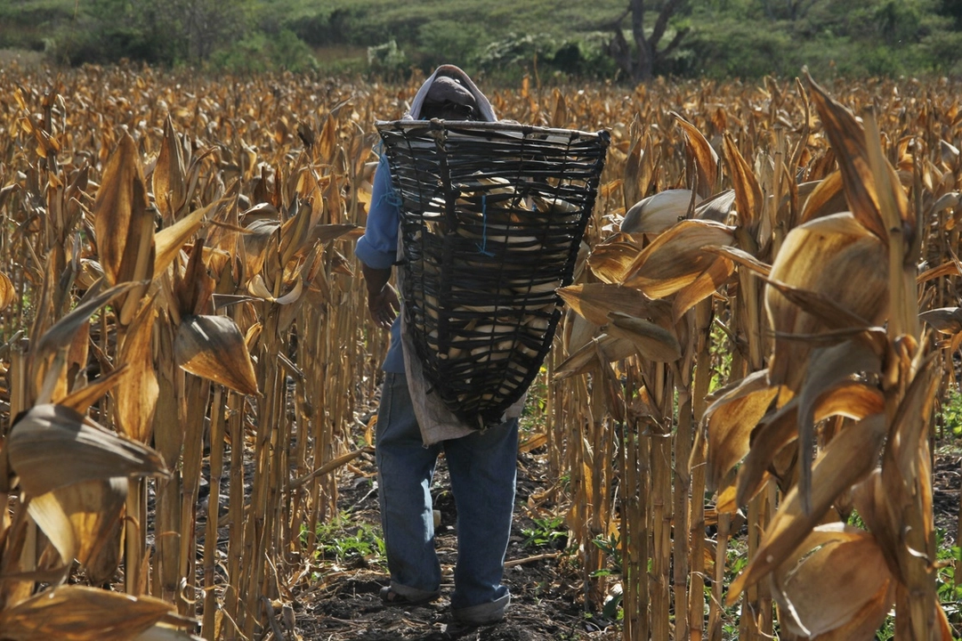 Las cosechas cayeron a 200 mil hectáreas, señala la asociación. Foto 
