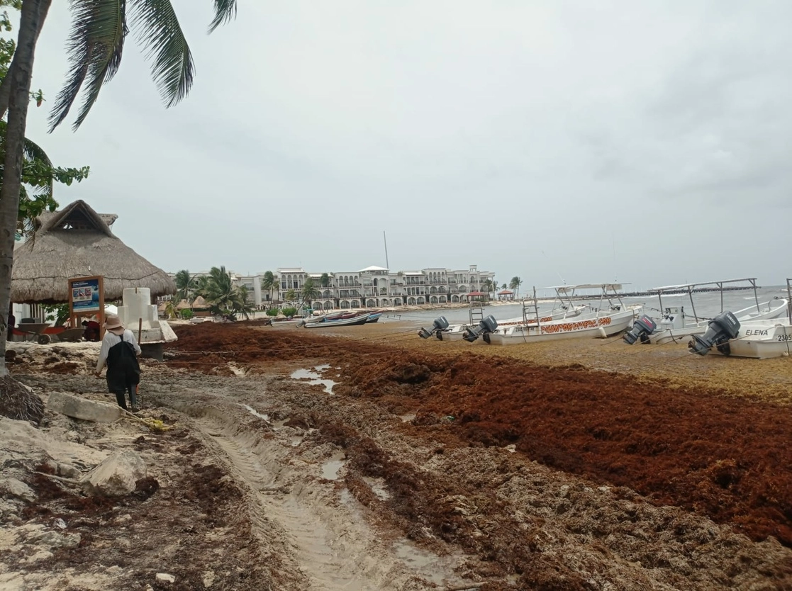 Los pronósticos que dieron a conocer hace unos días la red de monitoreo y la Secretaría de Marina se cumplieron, toda vez que las playas de Quintana Roo registran un recale masivo de sargazo. Foto Rosario Ruiz / La Jornada Maya