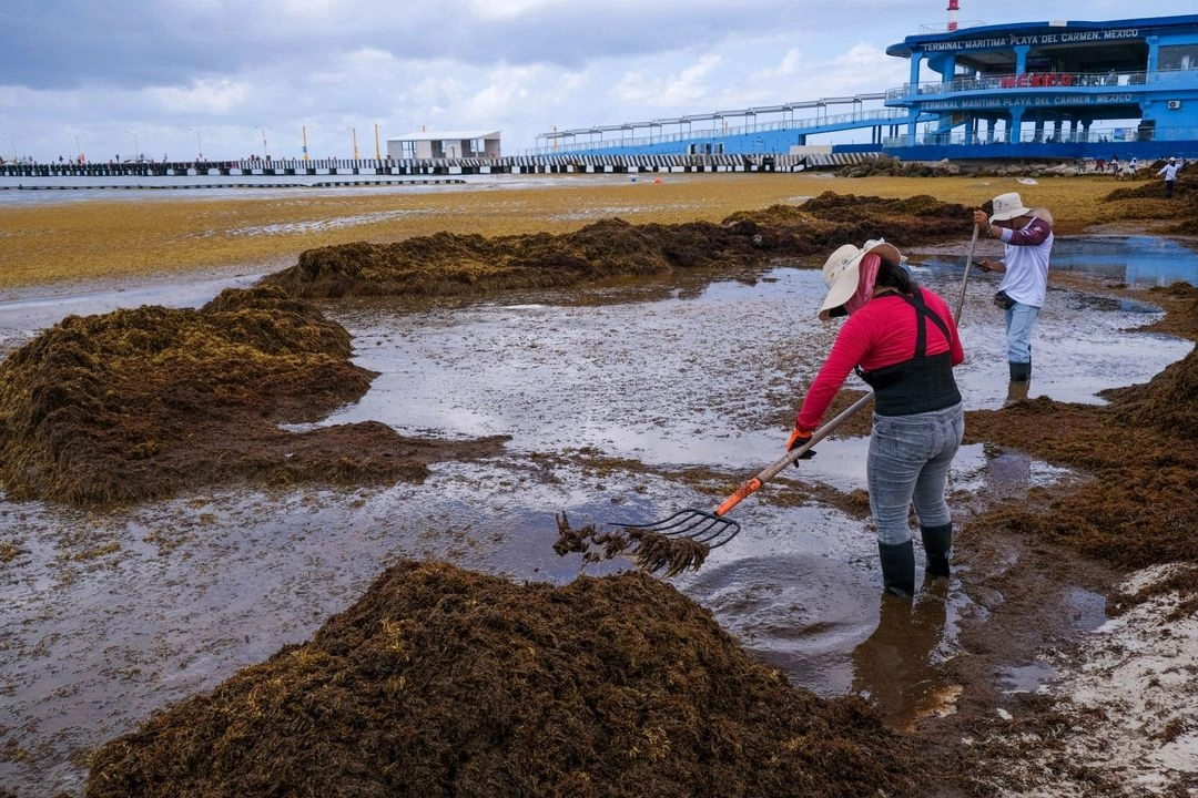 Investigaciones científicas estima un arribo de 400 mil toneladas de sargazo a las costas del Caribe este año. Foto 