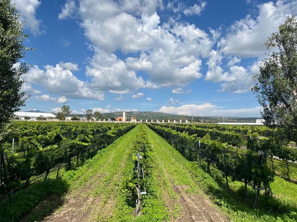En la Sala Vivé, se encuentra el viñedo de la marca de vinos Freixenet que será el lugar en el que se realizará el evento, en Ezequiel Montes.