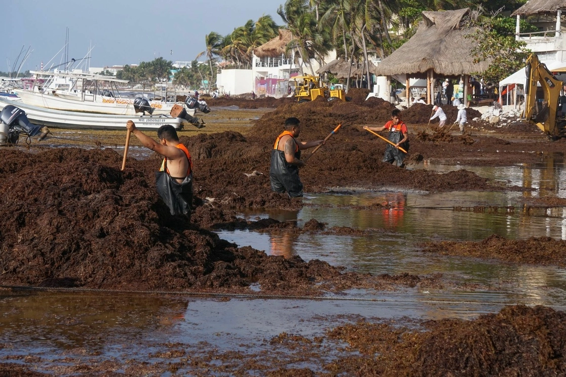 Desde inicios de abril el recale masivo de sargazo a la Riviera Maya comenzó a afectar a prestadores de servicios turísticos en Playa del Carmen. Foto Cuartoscuro 