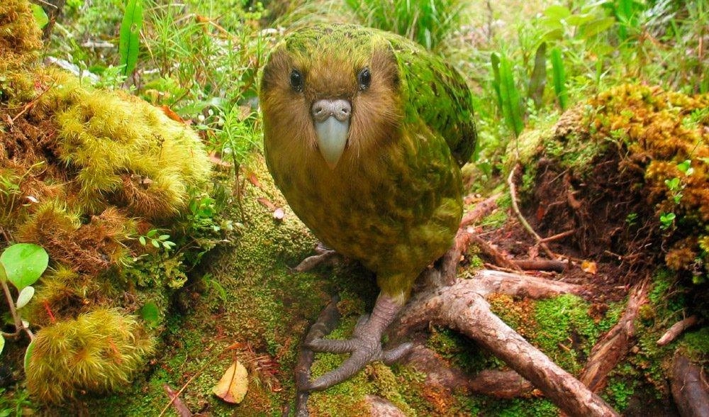 El kakapo, es una de las especies de animales raras que están cada vez más amenazadas por el cambio climático y la actividad humana. Foto tomada del Facebook de @ZOODOMRD 