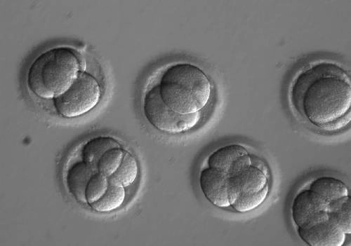 Un grupo de investigadores ha desvelado los mecanismos mediante los cuales las primeras células se amalgaman para formar el embrión, un descubrimiento que arroja nueva luz sobre las primeras etapas de la vida humana. Foto Ap / Archivo