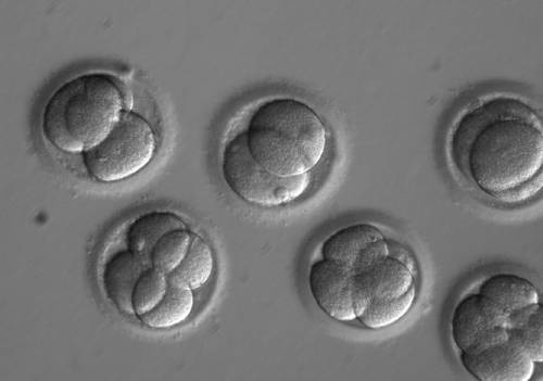 Study sheds light on the formation of human embryos