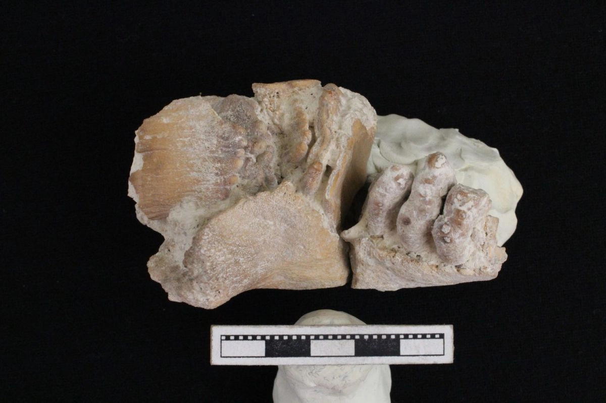 Pastos, hojas de arbustos y de árboles, además de leche materna, fueron la comida de un bebé mamut Colombino que vivió en San Luis Potosí reveló estudio. Foto 