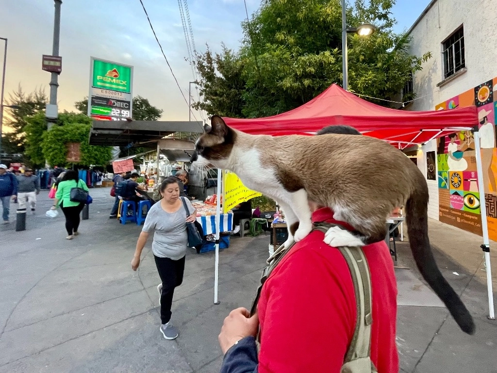 Una persona camina con su gato al hombro, por las calles de la Ciudad de México, el 15 de febrero del 2024. Roberto García Ortiz / La Jornada