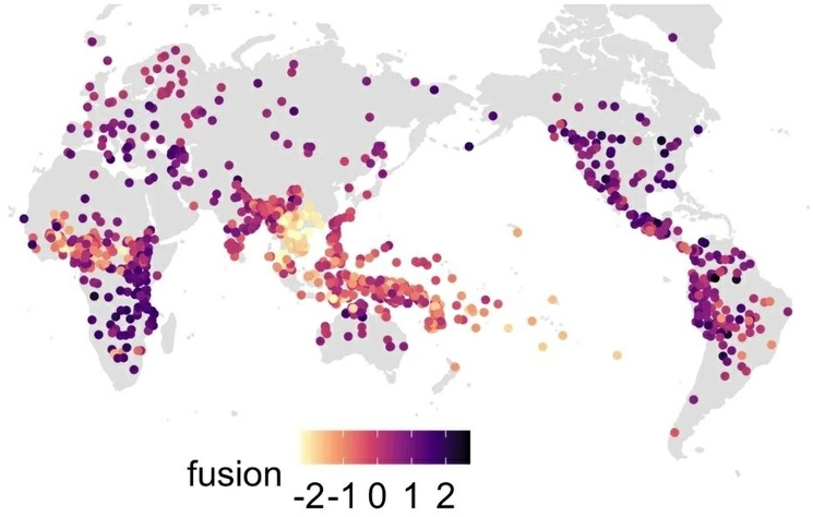 La distribución global de la complejidad gramatical (fusión). Los idiomas estrechamente relacionados se asemejan a las puntuaciones de los demás. Foto Olena Shcherbakova et al., Science Advances