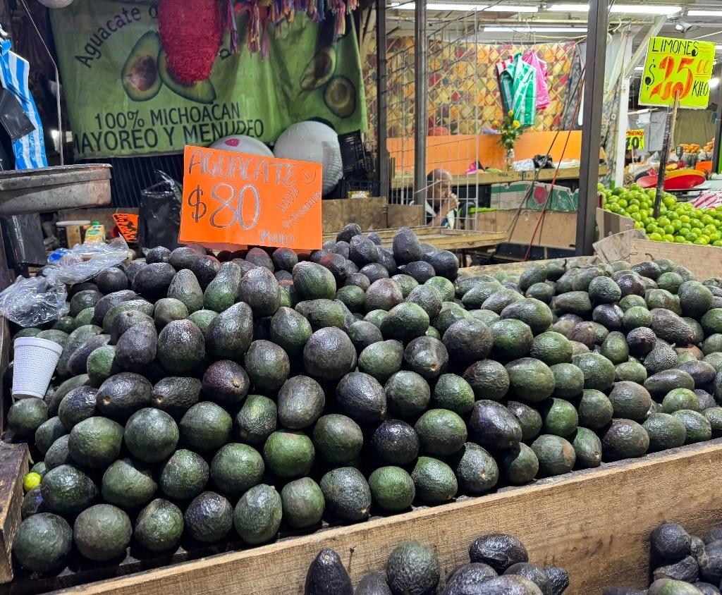 Michocán recibe asesoría estadunidense sobre cultivo, producción y comercialización del aguacate. Foto Roberto García/Archivo