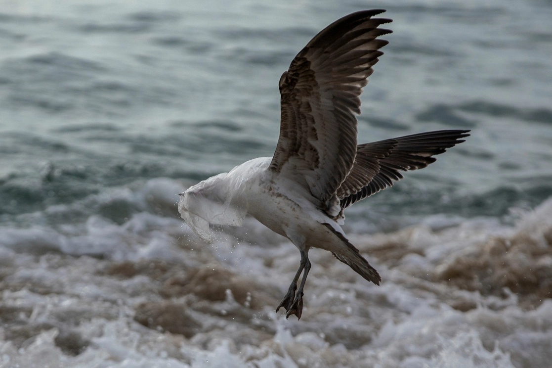 Una gaviota atrapada en una bolsa de plástico. Foto Afp/ archivo
