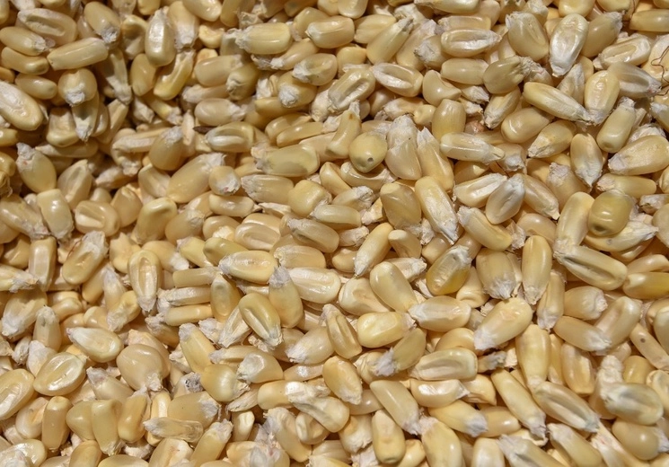Productores de granos están listos para enviar un producto limpio y de calidad en México, dijo Ben Dobson de Hudson Carbon durante el foro 'Un México sin maíces transgénicos: hacia una propuesta trinacional', convocado por la Campaña sin maíz no hay país. Foto Cuartoscuro / Archivo