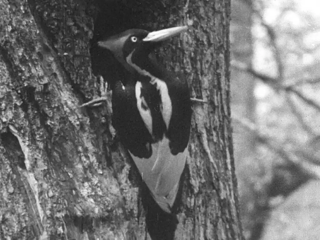 Un pájaro carpintero de pico de marfil es visto en su hábitat en una película grabada por Arthur Allen en Louisiana, en 1935. Foto Laboratorio de Ornitología de Cornell vía Afp 