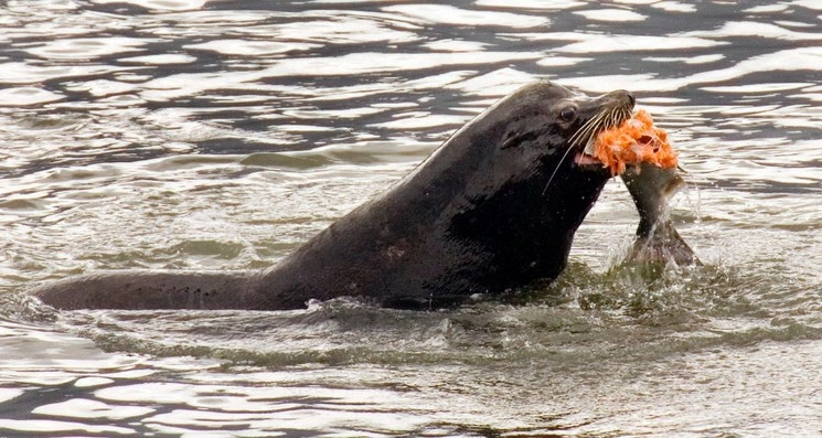 Un león marino comiendo salmón. Foto Ap