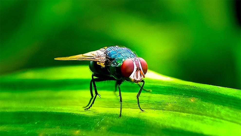 Ejemplar de Cochliomyia hominivorax, endémica de América. La hembra deposita sus huevos sobre una heridas abiertas de animales vivos de sangre caliente. De ahí surgen larvas que se alimentan del tejido del animal, que es la fase conocida como la del gusano barrenador del ganado.