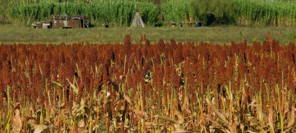 La cosecha de soya más pequeña podría hacer subir los precios ya altos de la harina de soya Foto ONU / Archivo
