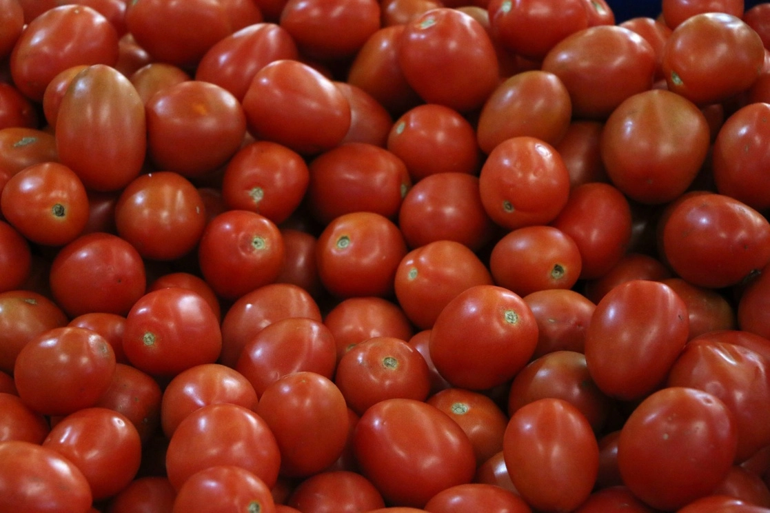 La Oficina de Aduanas y Protección Fronteriza de Estados Unidos informó que prohibirá las importaciones de jitomates frescos producidos por la finca Agropecuarios Tom SA de CV y Horticola SA de CV y sus subsidiarias. Foto Cuartoscuro / Archivo