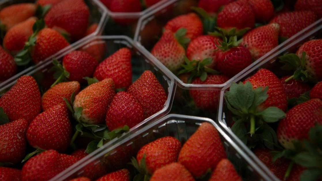 Las agencias de salud de Estados Unidos y Canadá vincularon las fresas de FeshKampo y H-E-B con casos de hepatitis. Foto Afp / Archivo
