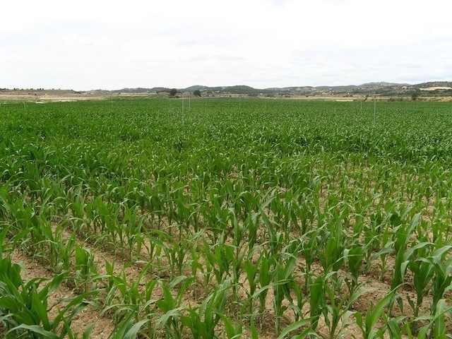 En Europa la ola de calo ha impactado negativamente en la la producción de maíz. Foto Europa Pres