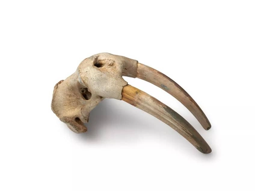 Un equipo internacional de investigación dirigido por la Universidad de Lund (Suecia) analizó el ADN de morsas antiguas para volver a rastrear las rutas comerciales de marfil extraído de estos animales en la época vikinga. Foto Mikkel Høegh-Post, tomada de https://www.lunduniversity.lu.se/article/early-interactions-between-europeans-and-indigenous-north-americans-revealed