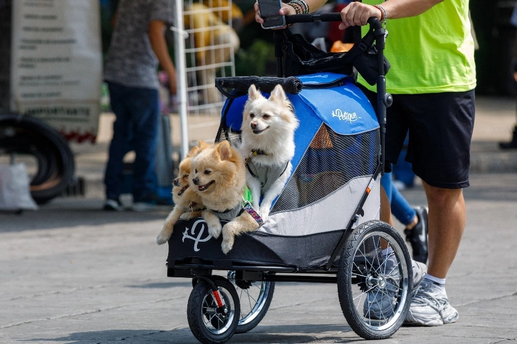 Las mascotas no son desechables ni juguetes, por lo que requieren de un espacio físico, alimentación y atención veterinaria, dijo Aída Álvarez Salas, presidenta del COMVEMEX. Foto Pablo Ramos / Archivo