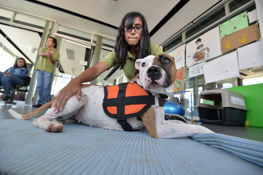 Perro de asistencia en un centro de rehabilitación mexiquense. Foto Cuartoscuro/ archivo